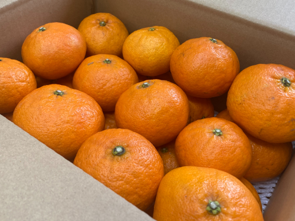 訳あり 甘平 5kg ご家庭用 人気 数量限定 先行予約 みかん 愛媛 柑橘 【2026年1月下旬以降順次発送】 | B151