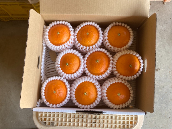 【2026年3月発送予定】愛果48号 2kg L～2Lサイズ 紅プリンセス同一品種 農園直送 みかん 愛媛 人気 数量限定 先行予約 柑橘 伊予市｜B169