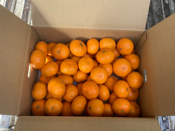 みかん 愛媛 早生みかん 約4kg 人気 数量限定 柑橘 伊予市｜B173