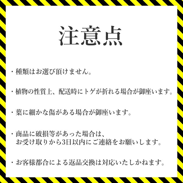 アガベ コロラータ「スプリーム」 5号黒鉢 四国ガーデン 人気 多肉植物 インテリア 観葉植物 グリーン リラックス 初心者でも育てやすい｜B182