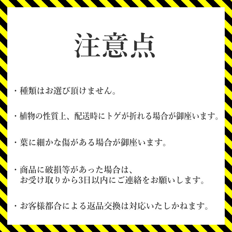 アガベ パリートルンカータ 3.5号黒鉢 【特選メリクロン苗】 四国ガーデン 人気 多肉植物 インテリア 観葉植物 グリーン リラックス 初心者でも育てやすい 伊予市｜B184