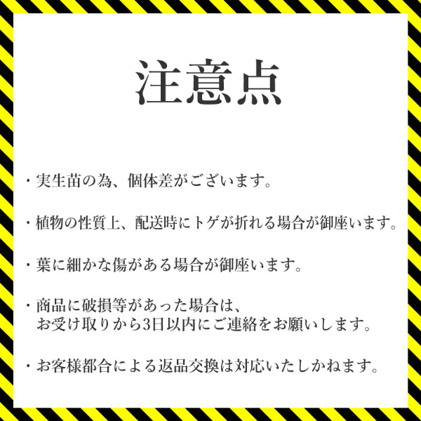 アガベ パリートルンカータ 5号黒鉢 四国ガーデン 人気 多肉植物 インテリア 観葉植物 グリーン リラックス 初心者でも育てやすい 伊予市｜B185