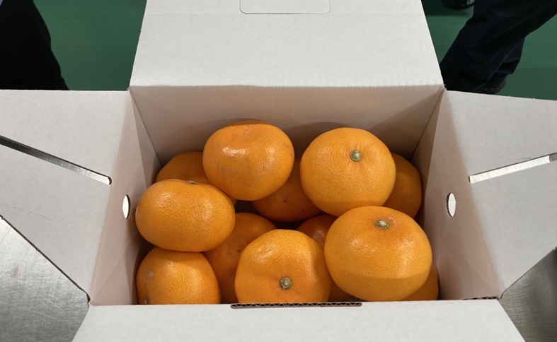 みかん 愛媛 せとか（約2.5kg）L～3Lサイズ ご家庭用 バラ詰め 【2月中旬から順次発送予定】 人気 数量限定 先行予約 みきゃん箱 柑橘 伊予市｜B192