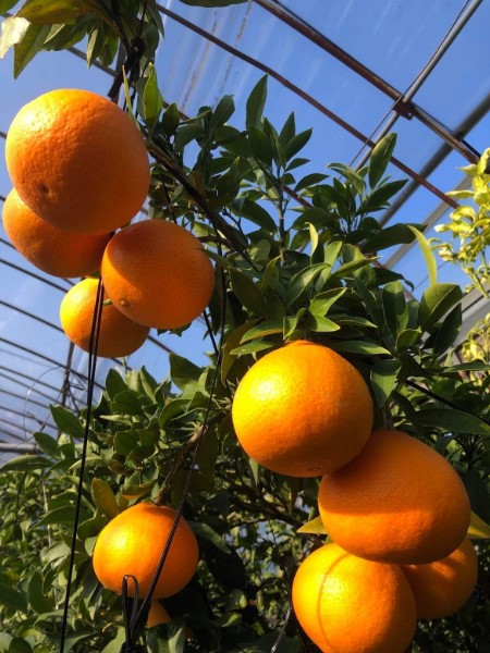 ジュース ギフト みかん 3本 愛果28号  農薬不使用 肥料不使用 みかんジュース 愛媛 果汁100％ 陽だまり娘 数量限定 柑橘 ストレート 伊予市｜B241