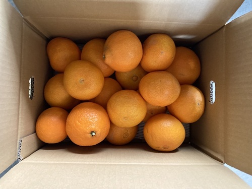 愛果28号 5kg ご家庭用 訳あり レッスルファーム みかん 紅まどんなと同一品種 愛媛【2025年12月中旬順次発送】先行予約 数量限定 おすすめ 美味しい おいしい グルメ フルーツ くだもの 愛媛県産 人気 柑橘 伊予市｜B251