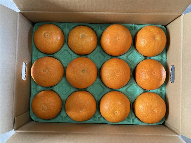 愛果28号 3kg 優品 レッスルファーム みかん 紅まどんなと同一品種 愛媛【2026年11月下旬から順次発送予定】先行予約 数量限定 お取り寄せ おすすめ 美味しい おいしい グルメ フルーツ くだもの 愛媛県産 人気 柑橘 伊予市｜B252