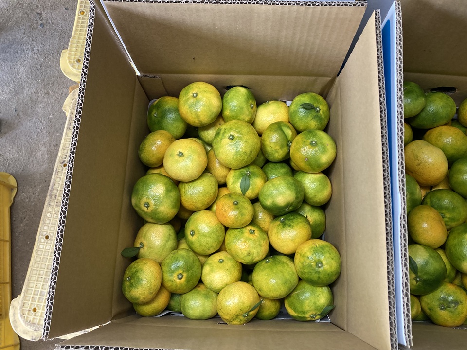 極早生みかん 10kg ご家庭用 農園直送 先行予約 10月発送 愛媛 数量限定 愛媛県産 人気 柑橘 伊予市｜B254