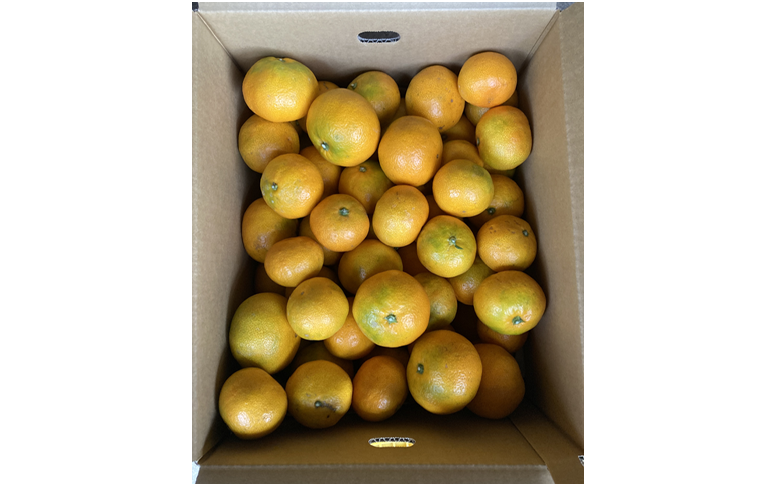 早生みかん 10kg ご家庭用 農園直送 先行予約 【11月以降順次発送予定】 愛媛 数量限定 愛媛県産 人気 柑橘 伊予市｜B255