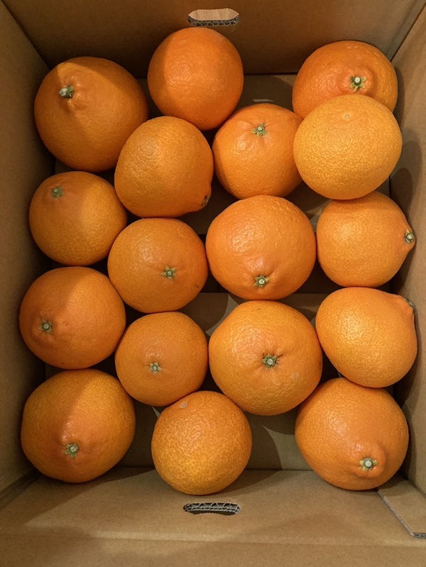 愛果28号 5kg ご家庭用 紅まどんなと同一品種 農園直送 先行予約 【12月中旬から順次発送予定】 愛媛 数量限定 愛媛県産 人気 柑橘 伊予市 | B256