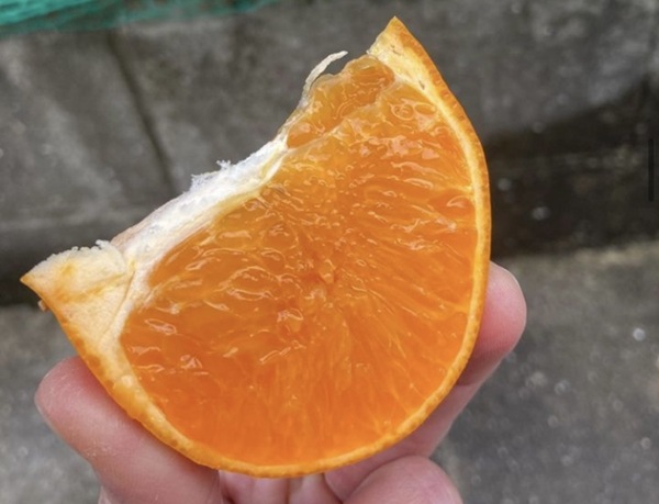 せとか 3kg 優品 12～15個 先行予約 レッスルファーム みかん 愛媛 数量限定 お取り寄せ おすすめ 美味しい おいしい グルメ フルーツ くだもの 愛媛県産 人気 柑橘 伊予市｜B258