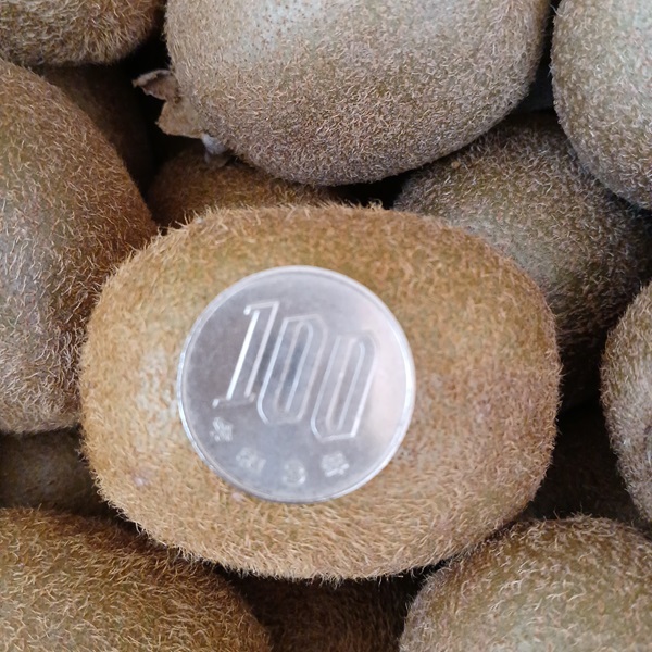 訳あり キウイ 3kg 小玉 愛媛 国産 キウイフルーツ 規格外 数量限定 伊予市 【2024年11月配送】｜B264