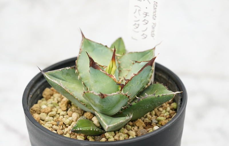 アガベ・チタノタ「熊猫（パンダ）」 3.5号鉢 四国ガーデン 人気 多肉植物 インテリア 観葉植物 グリーン リラックス｜B306