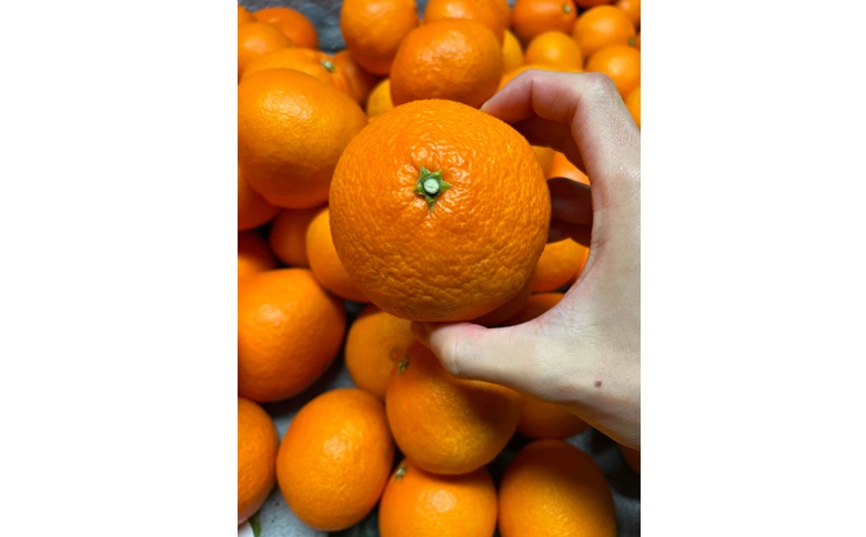 【ANA限定】愛果28号 3kg ご家庭用 農園直送 先行予約 12月発送 愛媛 数量限定 愛媛県産 人気 柑橘 伊予市｜B310