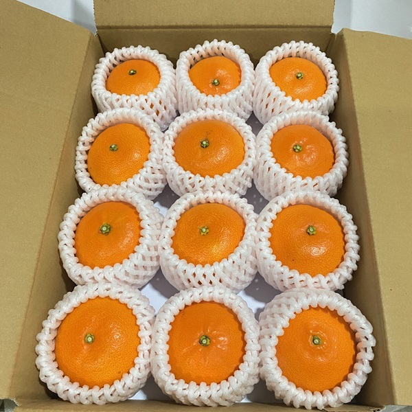 せとか 約1.4kg 12玉 みかんのおと みかん 愛媛 先行予約 【2026年4月以降発送】 数量限定 愛媛県産 人気 柑橘 伊予市｜B322