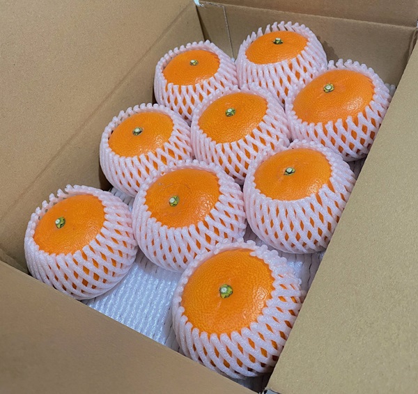 せとか Lサイズ 9玉（約1.7kg）みかんのおと みかん 愛媛 先行予約 【2026年4月以降発送】 数量限定 愛媛県産 人気 柑橘 伊予市｜B335