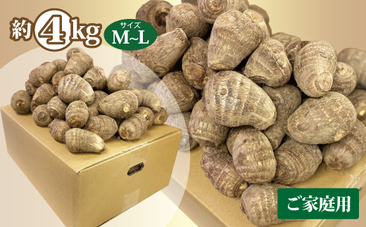 里芋 4kg 伊予美人 さといも サイズ 不揃い ご家庭用 芋 いも 煮付け 芋炊き 芋煮 野菜 数量限定 国産 愛媛｜B357