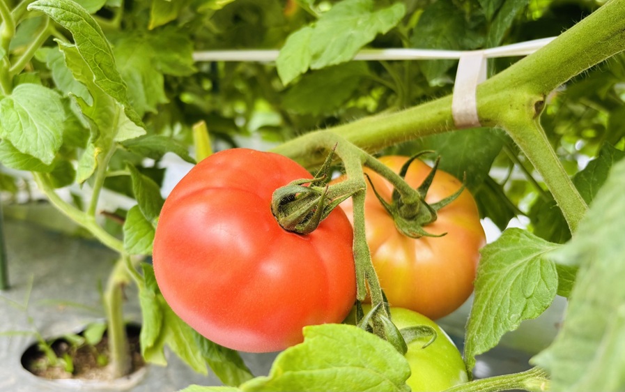 トマト 4kg 20玉～28玉 麗月 産地直送 野菜 新鮮 サラダ 赤熟 くぼなか農園 愛媛 伊予市 | B362