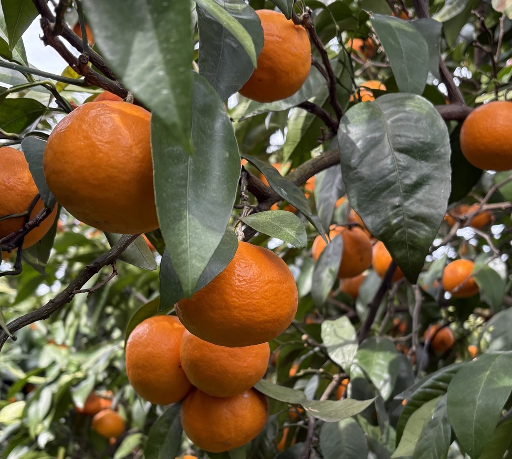 南津海 サイズミックス 約5kg ご家庭用 みかん 愛媛 人気 柑橘 伊豫果園 伊予市｜B388