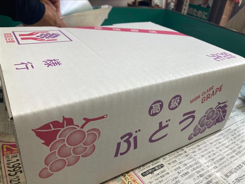 種なし巨峰 約2kg 【2026年先行予約・2026年8月から順次発送予定】 ぶどう 葡萄 果物 愛媛 人気 伊豫果園 伊予市｜B389