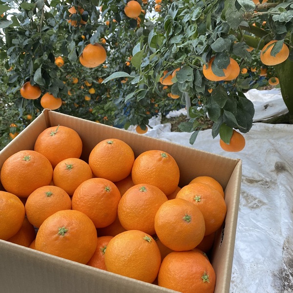 みかん 愛媛 愛果28号（ハウス栽培）5kg 紅まどんなと同一品種 家庭用 サイズミックス 【2025年12月中旬から順次配送予定】 人気 数量限定 柑橘 伊予市｜B40