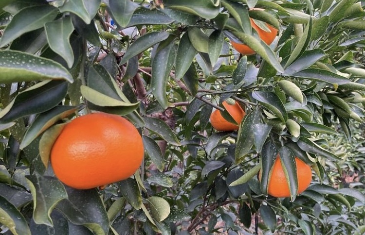 みかん 愛媛県 せとか 5kg ご家庭用 訳あり レッスルファーム 【2026年1月下旬順次発送】先行予約 数量限定 おすすめ 美味しい おいしい グルメ フルーツ くだもの 愛媛県産 人気 柑橘 伊予市｜B420