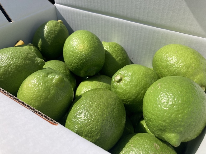 レモン 3kg ご家庭用 バラ詰め ユーレカ 愛媛 【10月から順次発送予定】 数量限定 檸檬 柑橘 フルーツ ビタミン 国産 伊予市｜B459