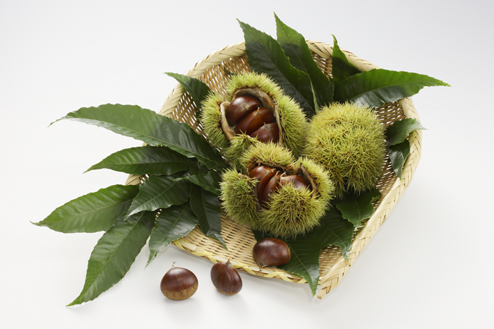 中山栗 銀寄 2Lサイズ 1.5kg 愛媛県ブランド 栗 クリ 冷蔵便 濃厚な