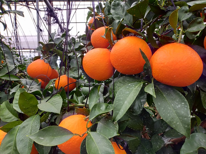 みかん 愛果28号 秀品 約2.5kg バラ詰め 【12月中旬から順次発送予定】 紅まどんなと同一品種 愛媛 人気 柑橘 国産 フルーツ 伊予市｜B508