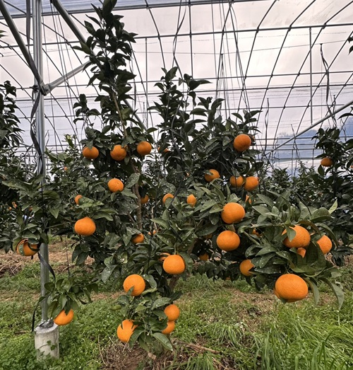 みかん 愛果48号 5kg Mサイズ バラ詰め 紅プリンセスと同一品種 農園直送 先行予約 【3月上旬から順次発送予定】 愛媛 数量限定 愛媛県産 人気 柑橘 伊予市｜ B513