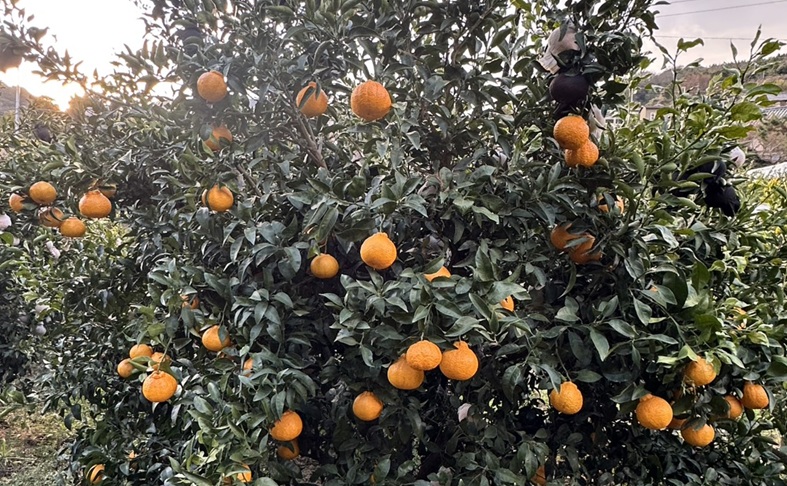 みかん 不知火 しらぬい 5kg Mサイズ バラ詰め 【3月中旬順次発送予定】 愛媛みかん ミカン 蜜柑 果物 くだもの フルーツ 柑橘 かんきつ 柑橘類 おすすめ 人気 国産 愛媛 伊予市 【先行予約】 【数量限定】｜B514