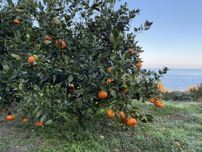 みかん 甘平 5kg Mサイズ バラ詰め 農園直送 先行予約 【2月上旬から順次発送予定】 愛媛 数量限定 愛媛県産 人気 柑橘 伊予市｜ B515