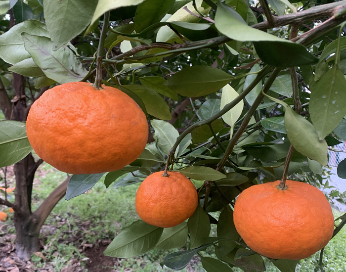 みかん 愛媛 甘平 3kg バラ詰め ご家庭用 農園直送 先行予約 【2026年1月中旬から順次発送予定】 愛媛県産 数量限定 人気 柑橘 伊予市｜B518