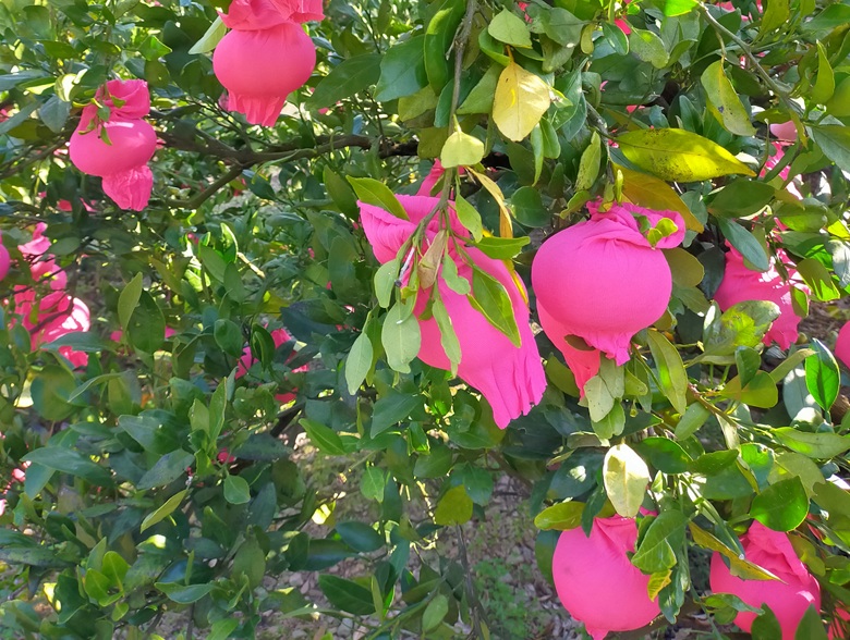 みかん 甘平 約2.5kg バラ詰め 数量限定【2月上旬から順次発送予定】  愛媛 人気 柑橘 国産 フルーツ 伊予市｜B519