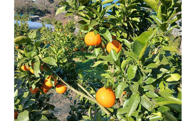 みかん 愛果48号 5kg ご家庭用 紅プリンセスと同一品種 農園直送 先行予約 【3月下旬から順次発送予定】 愛媛 数量限定 愛媛県産 人気 柑橘 国産 フルーツ 伊予市｜B526