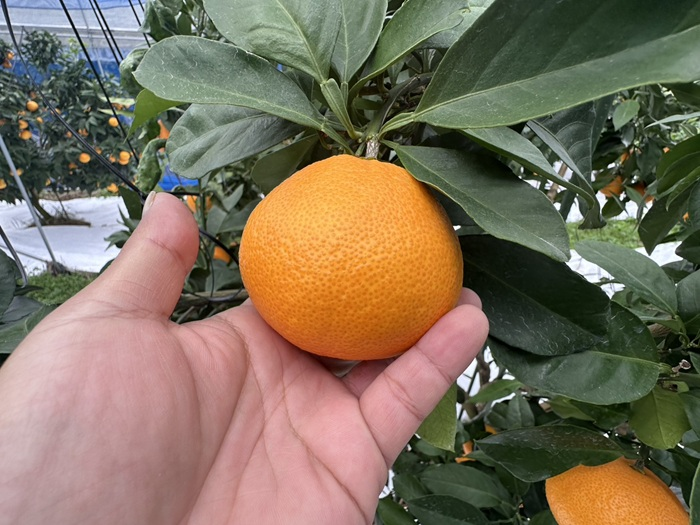 みかん 愛果28号 5kg Lサイズ バラ詰め 紅まどんなと同一品種 農園直送 先行予約 【11月中旬から順次発送予定】 愛媛 数量限定 愛媛県産 人気 柑橘 伊予市｜ B529