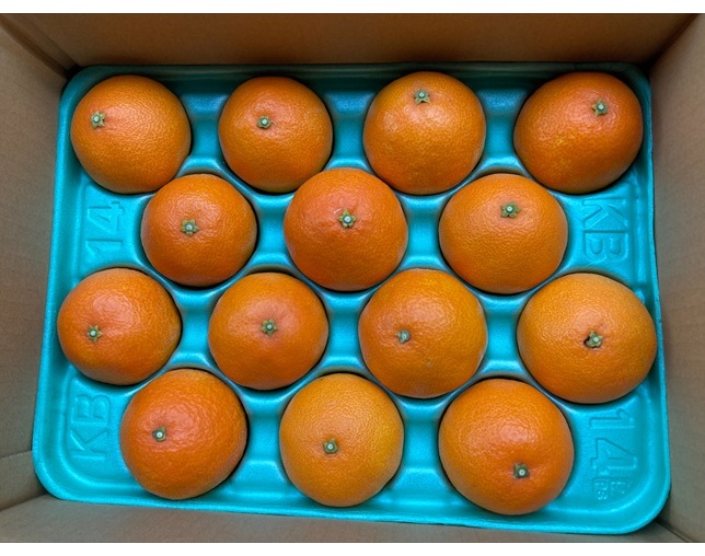 みかん 愛果28号 Mサイズ 14玉 贈答用 紅まどんなと同一品種 農園直送 先行予約 【11月中旬から順次発送予定】 愛媛 数量限定 愛媛県産 人気 柑橘 伊予市｜ B530