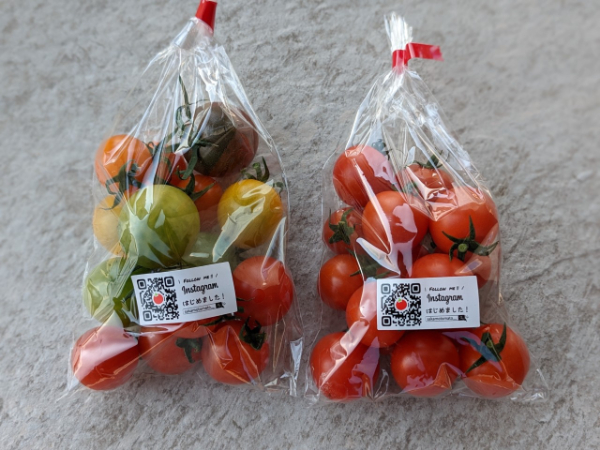 ミニトマト 160g?180g×10袋 カラートマト 【2025年12月上旬から順次発送予定】 食べくらべ 農園直送 完熟 愛媛 人気 伊予市｜B81