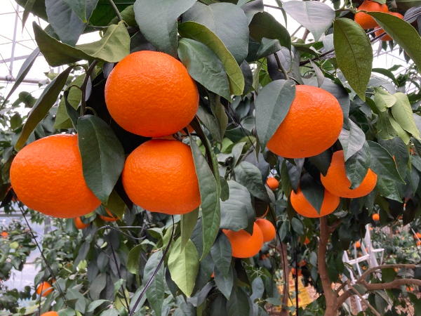 みかん 愛媛 愛果28号 5kg ご家庭用 2L〜4L 大玉 紅まどんなと同一品種 人気 数量限定 先行予約 柑橘 伊予市 【2025年11月下旬から順次発送予定】｜B83