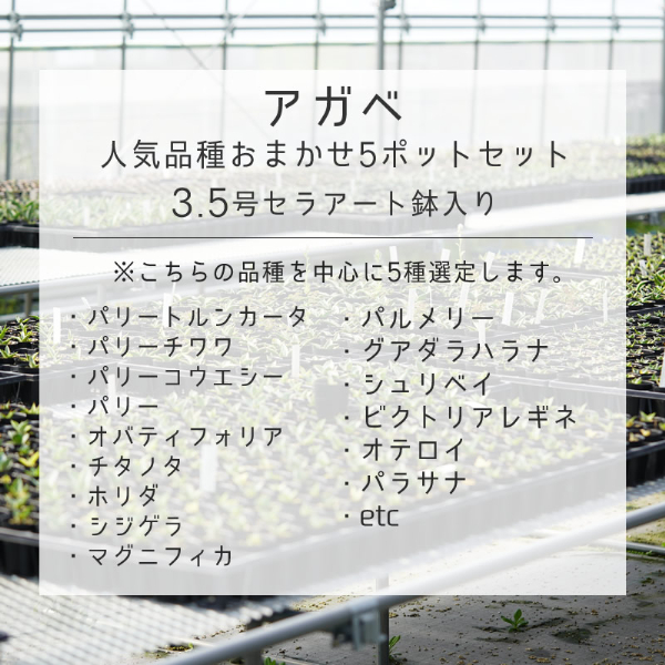 多肉植物 インテリア アガベ 人気品種おまかせ5ポットセット 3.5号黒鉢 四国ガーデン 人気 観葉植物 グリーン リラックス 初心者でも育てやすい 伊予市｜C01