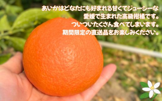 みかん 愛媛 愛果28号 紅まどんなと同一品種 約3kg 5～6玉（3L～4Lサイズ） 贈答用 化粧箱入り 【2025年12月以降発送】 先行予約 数量限定 愛媛県産 人気 柑橘 伊予市｜C122
