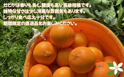 みかん 愛媛 せとか 約3kg 5～6玉（3L～4Lサイズ） 贈答用 化粧箱入り 先行予約 【2026年2月以降発送】 数量限定 愛媛県産 人気 柑橘 伊予市｜C123