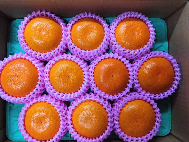 せとか みかん 愛媛 10玉 贈答用 人気 数量限定 先行予約 【2026年2月上旬以降発送】 柑橘 愛媛県産 伊予市｜C129