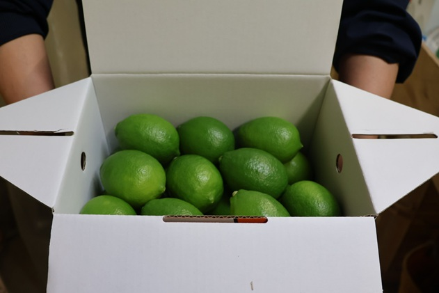  レモン グリーンレモン 愛媛 温室レモン ハウスレモン 2.5kg 【8月下旬から順次発送予定】 数量限定 檸檬 柑橘 フルーツ ビタミン 国産 伊予市｜C132