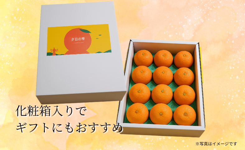 みかん 愛果28号 12～15玉（L～2L）紅まどんな 同品種 化粧箱入り 愛媛みかん ミカン 蜜柑 果物 くだもの フルーツ 柑橘 かんきつ 愛媛果試第28号 紅マドンナ まどんな マドンナ ギフト 贈り物 贈答用 おすすめ 人気 お取り寄せ 国産 愛媛 伊予市 伊予侍ファーム 【先行予約】 【数量限定】 【2025年12月から順次発送】｜C138