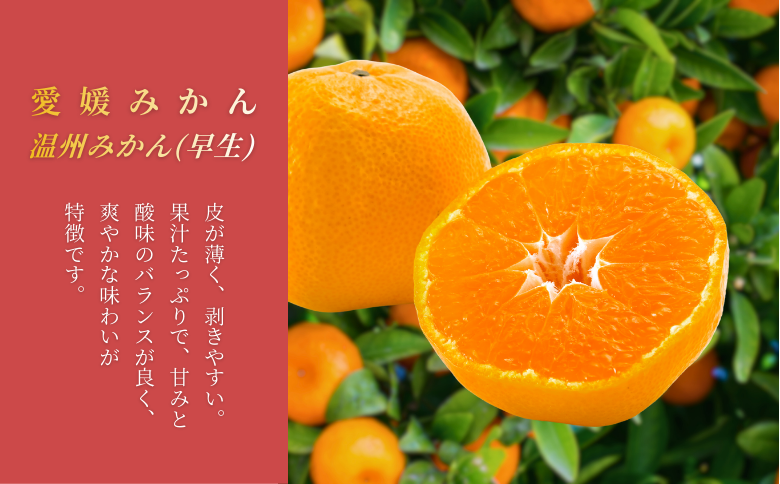 新米 令和7年産 にじのきらめき 10kg (5kg × 2) & 愛媛みかん 800g セット 米 コメ こめ お米 おこめ 10キロ (5キロ × 2) 温州みかん 温州 うんしゅう 早生みかん わせみかん ミカン 蜜柑 果物 くだもの フルーツ 柑橘 かんきつ 柑橘類 おすすめ人気 お取り寄せ 国産  伊予市 愛媛県 | C147