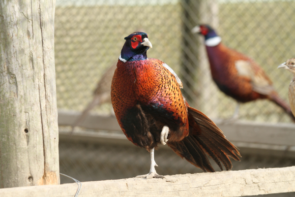 デラックスきじ鍋セット 2セット 4～5人前 鬼北熟成きじ きじ肉 きじ出汁 濃縮スープ付き 鍋 愛媛｜C39