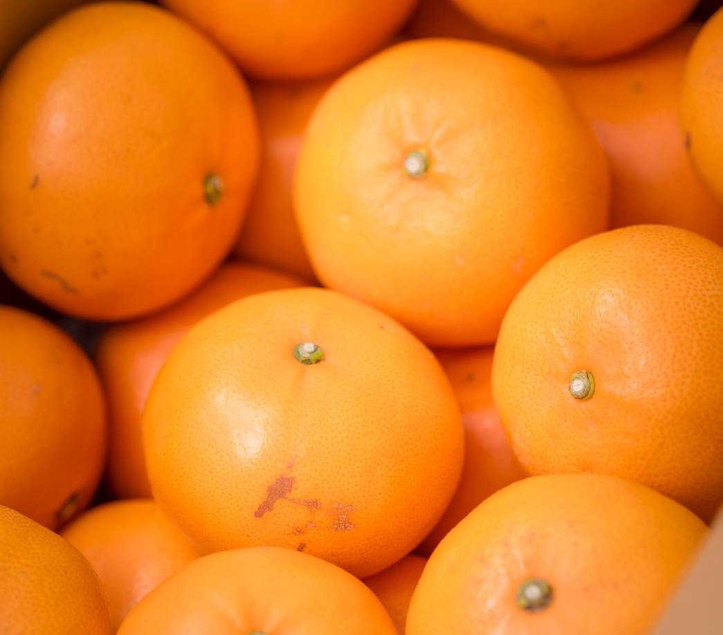 せとか バラ詰め 5kg 先行予約 【2026年2月以降発送】 愛媛 数量限定 愛媛県産 人気 柑橘 伊予市｜C55