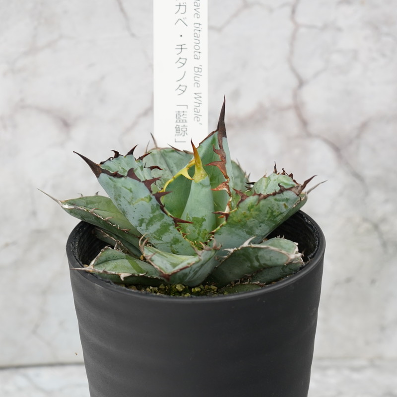 アガベ・チタノタ「藍鯨」 3.5号鉢 四国ガーデン 人気 多肉植物 インテリア 観葉植物 グリーン リラックス｜C78