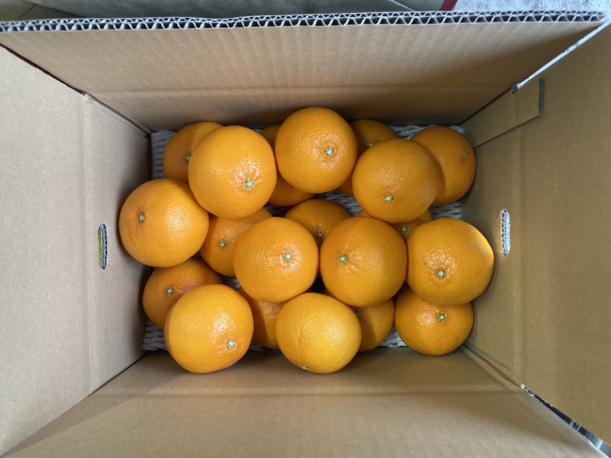 【2026年3月発送予定】愛果48号 5kg 紅プリンセス同一品種 農園直送 みかん 愛媛 人気 数量限定 先行予約 柑橘 伊予市｜C93