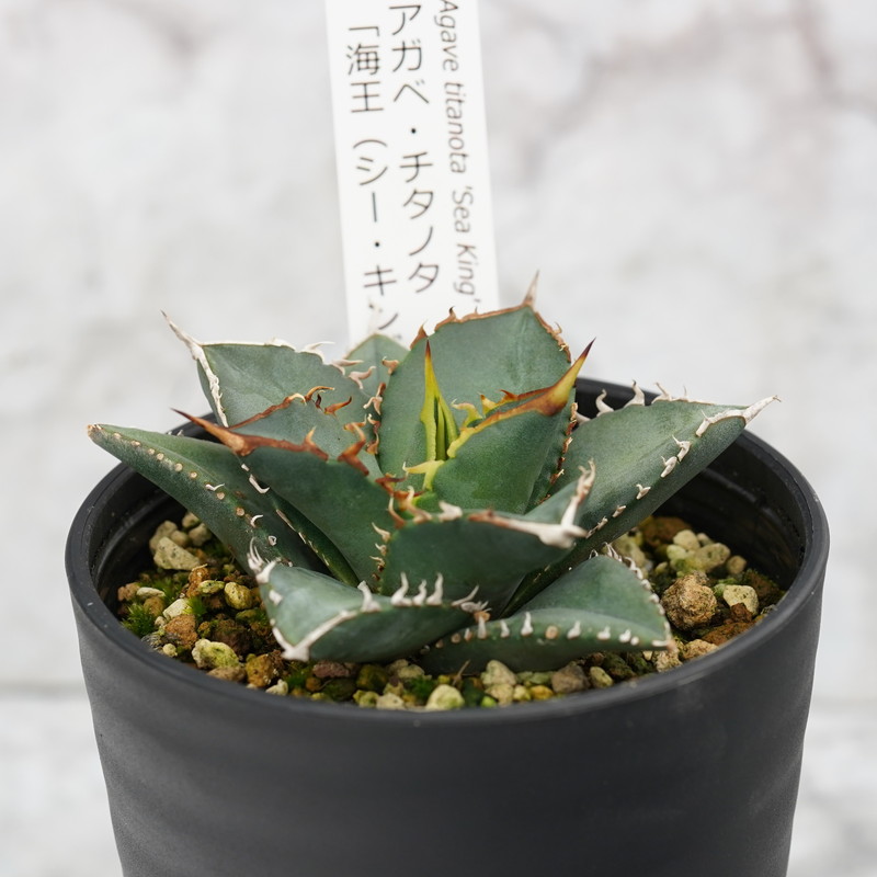 アガベ・チタノタ 海王 3.5号鉢 四国ガーデン 人気 多肉植物 インテリア 観葉植物 グリーン リラックス｜D21